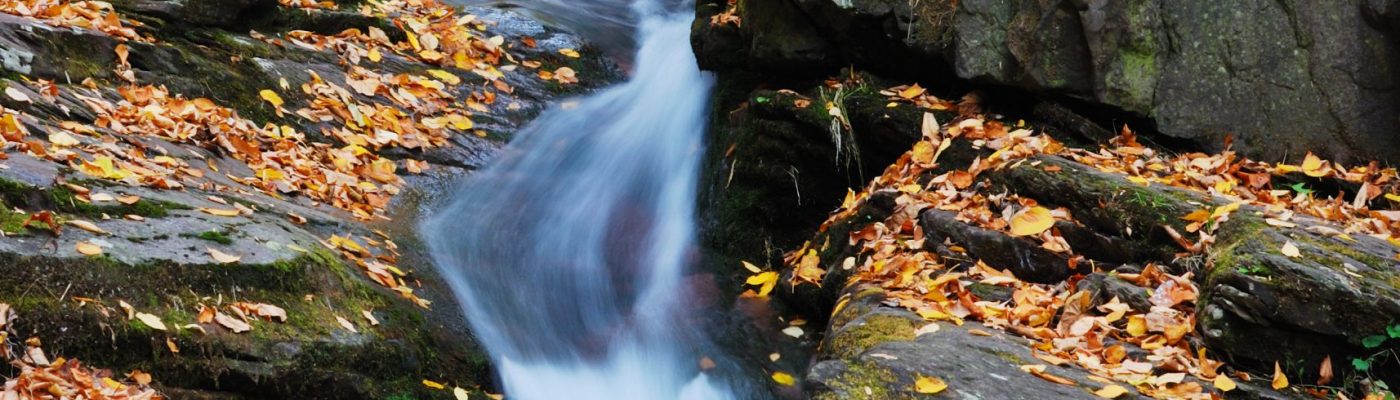 Autumn creek closeup with yellow maple trees and foliage on rocks in forest with tree branches.